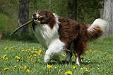 BORDER COLLIE 911